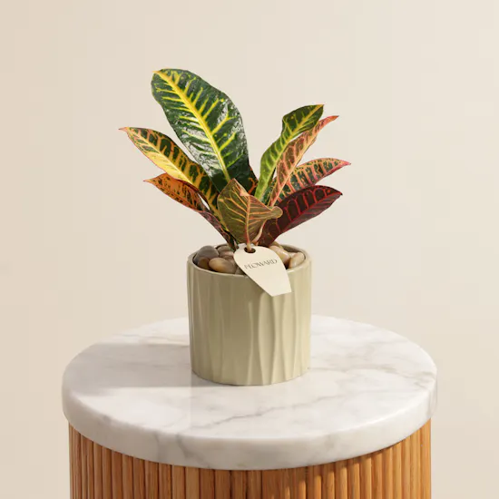 Glam Codiaeum Petra Palnt
