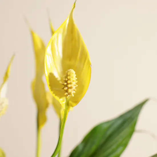 Sunny Yellow Spathiphyllum Bellini Plant