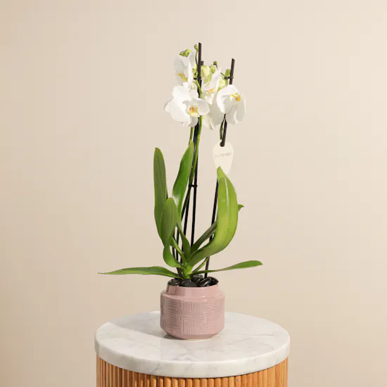 Glowing White Phalaenopsis Plant