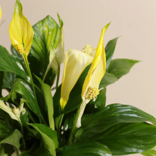 Yellow Spathiphyllum Plant