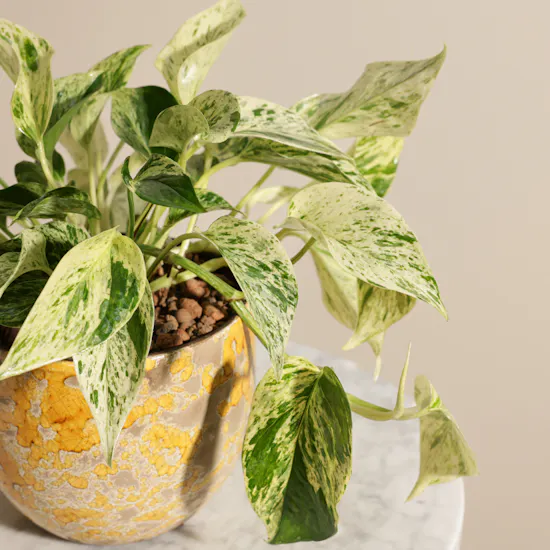 Stunning Green Epipremnum Plant