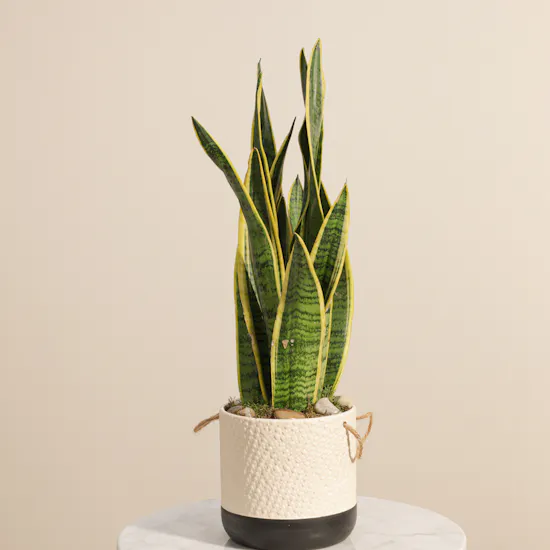 Magical Sansevieria Plant