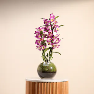 Lovely Purple | Glass Bowl 