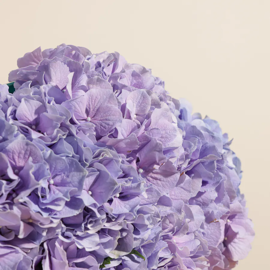 Purple Hydrangea Bouquet  3