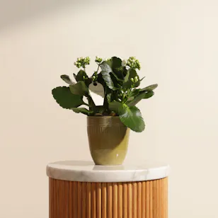 Pearl Serenity Kalanchoe Plant