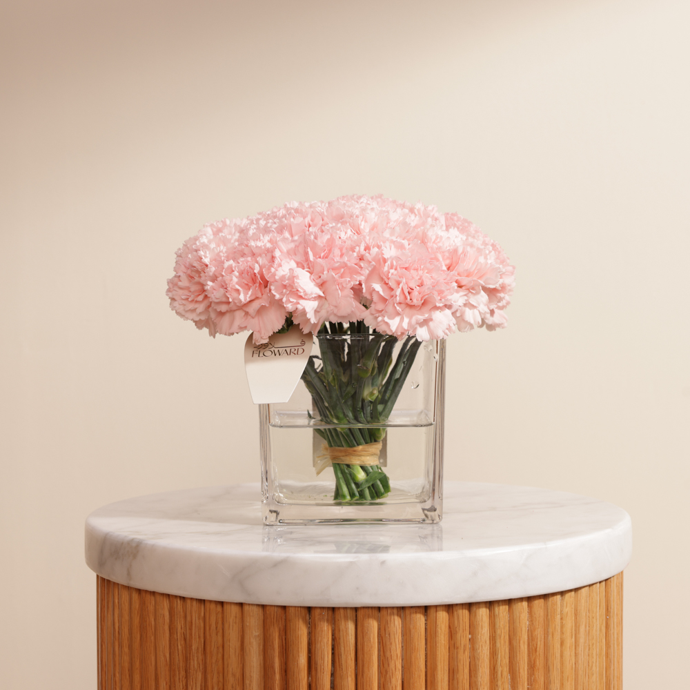 الكارنيشن الوردي الرقيق