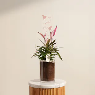 Delicate Pink Eid Adha Mubarak Spathiphyllum Plant 