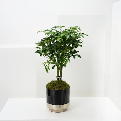 Schefflera Luseana Plant 
