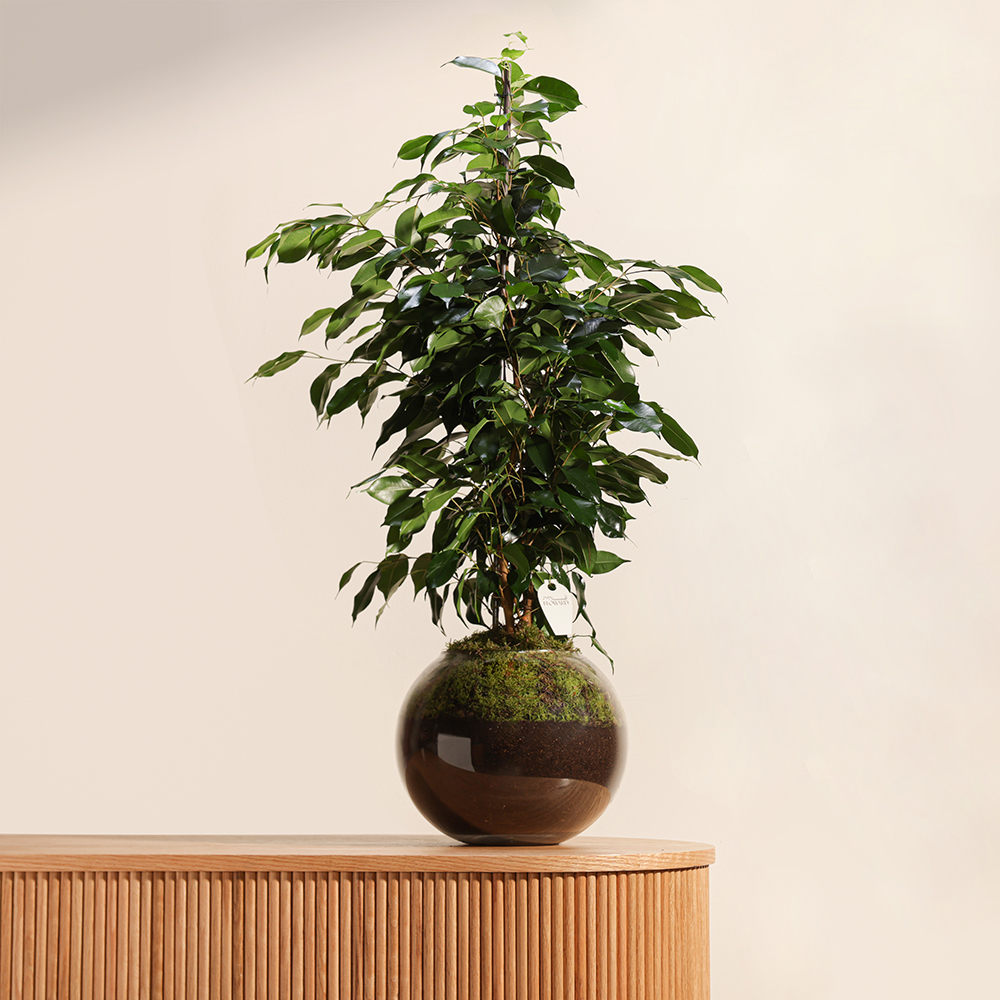 Ficus Benjamina Danielle