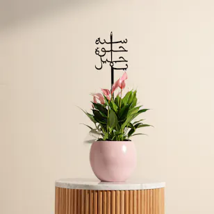 Pink Birthday Anthurium Plant