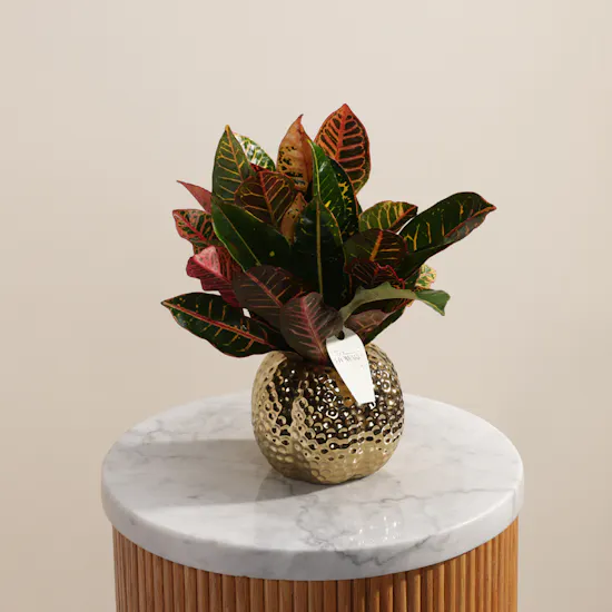 Vibrant Codiaeum Petra Plant