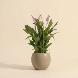 Dreamy Purple Spathiphyllum Plant