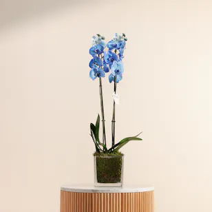 Blue Orchid Plant 