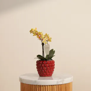 Cute Yellow Phalaenopsis Plant