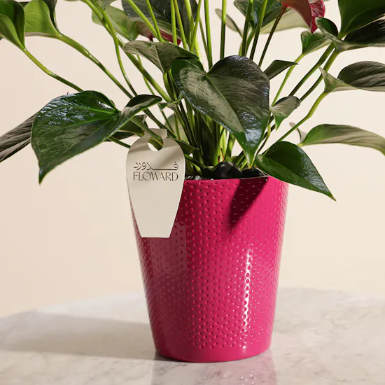 Anthurium Purple
