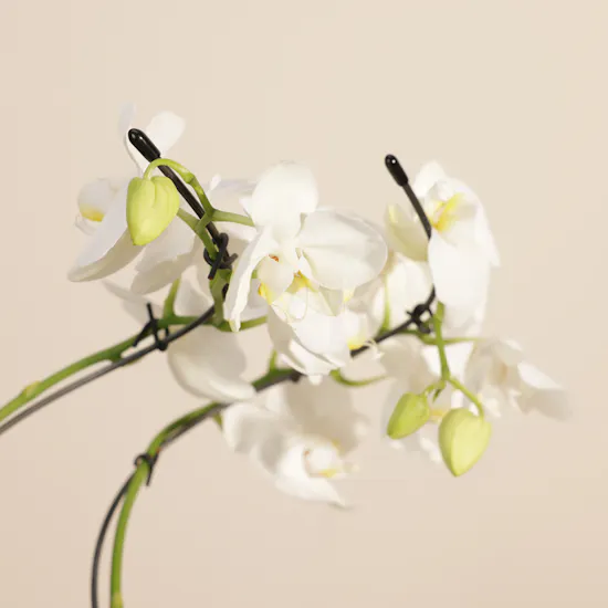 Elegance White Zigzag Shaped Phalaenopsis Plant
