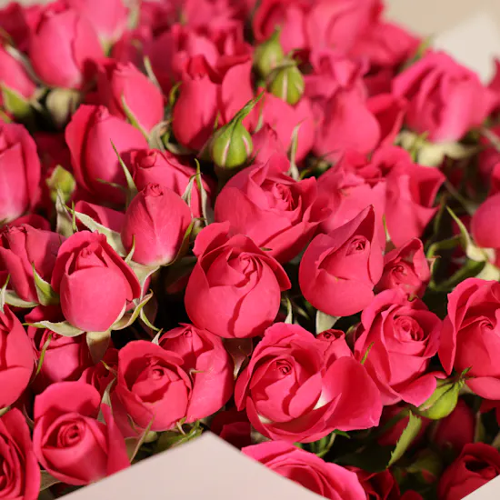 Radiant Fuchsia Baby Rose Bouquet