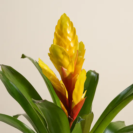 Elegant Red Vriesea Bromeliad Plant