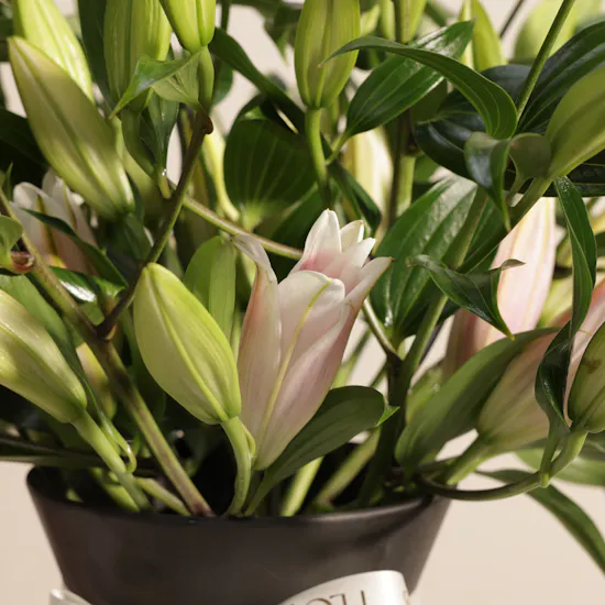 Charm Bloom Pink Lily Vase