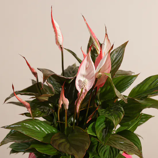 Spathiphyllum Pink