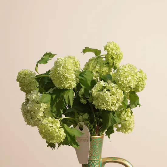 Green Snowball | Green Golden Vase