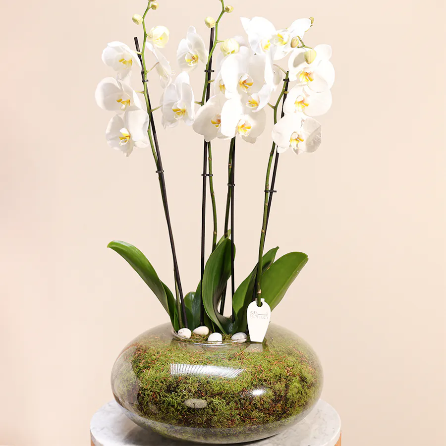 White Orchid Plant | Glass Pot 3