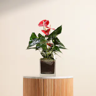 ِRed Anthurium Plant Pot
