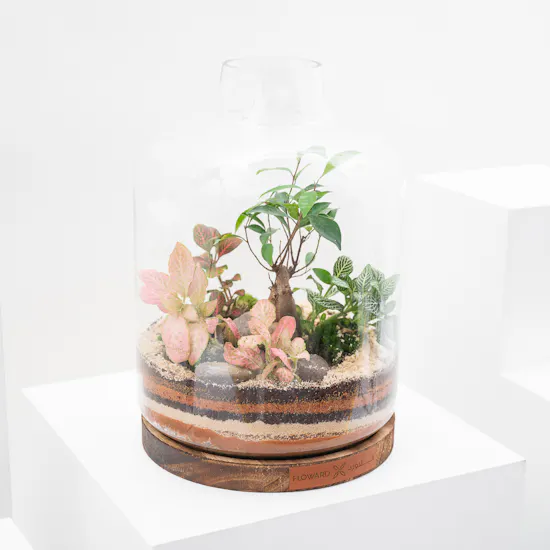 Ficus Bonsai Garden | Closed Terrarium