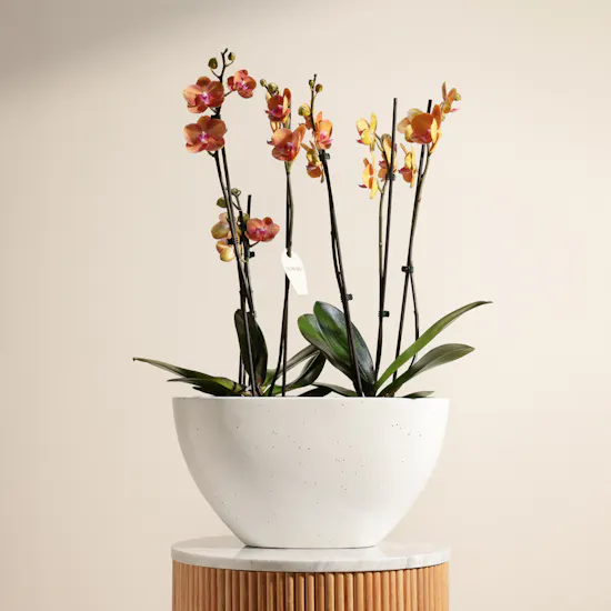 Orange Phalaenopsis Orchid Duet Plants