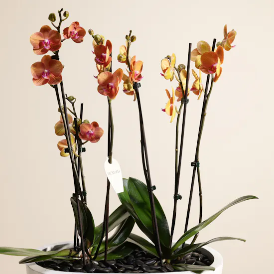 Orange Phalaenopsis Orchid Duet Plants