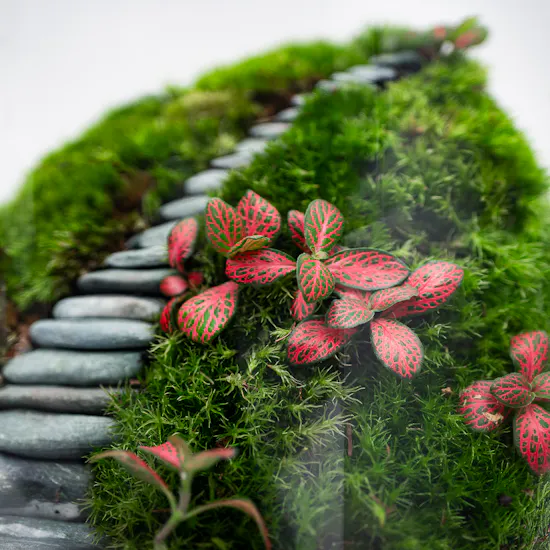 Little Vibrant Forest | Closed Terrarium