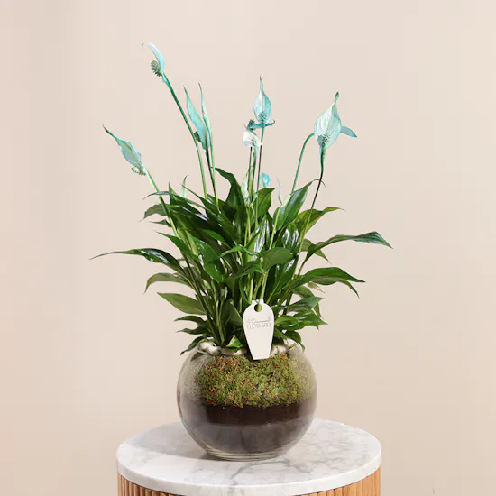 Peace Lilies Aqua Vase