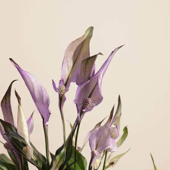 Music Home 3 Classes for 45 Minutes Voucher | Elegant Spathiphyllum Plant