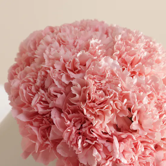 Distinct Pink Carnation Box | 22 Flowers