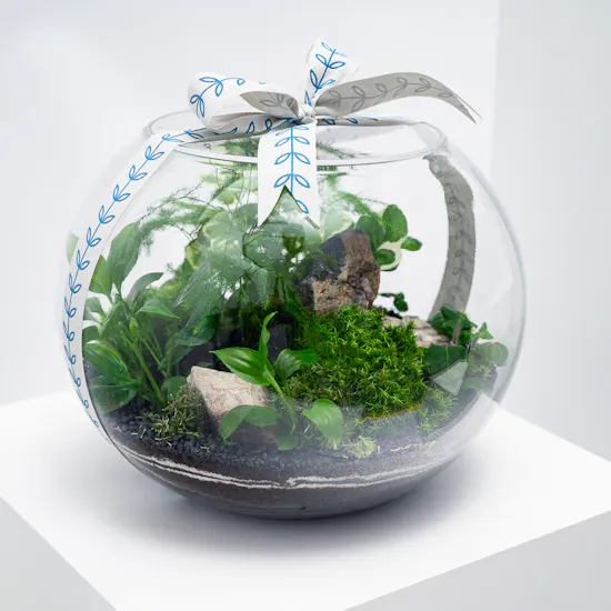 Little Lively Garden | Closed Terrarium
