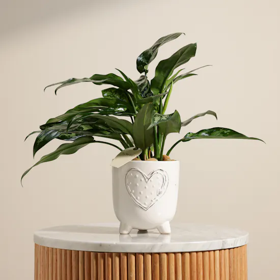 Passionate Aglaonema Maria Plant