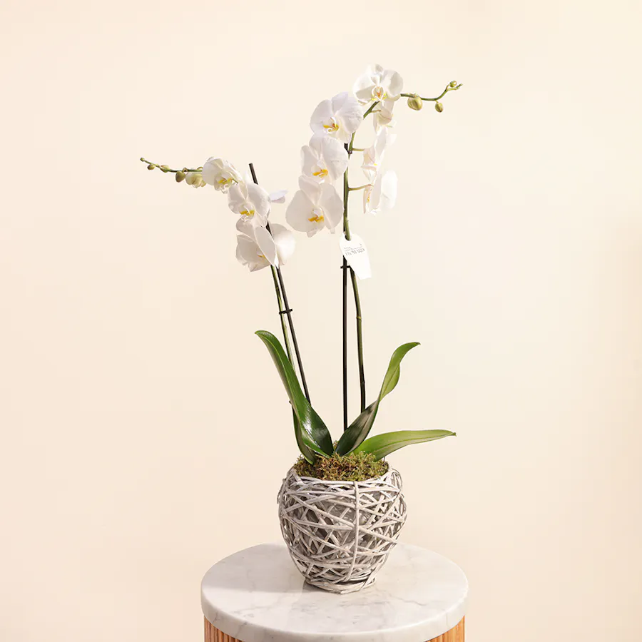 White Orchid 2