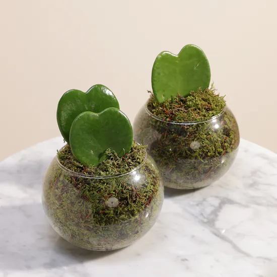 Forever Love Duo Plants
