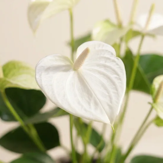 White Anthurium Plant