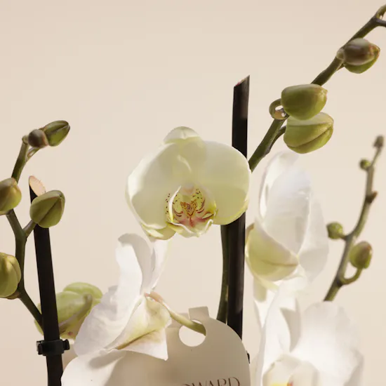 Elegant White Phalaenopsis Plant