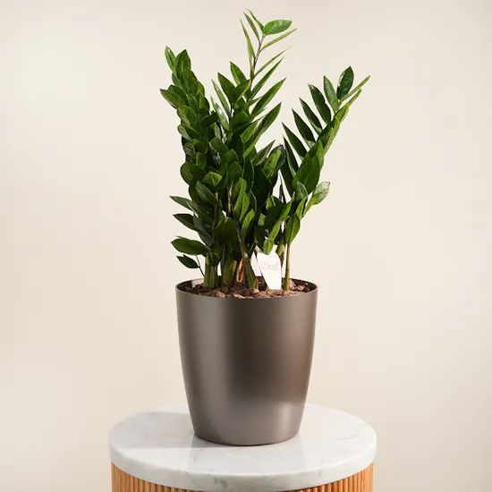 Unique Green Large Zamioculcas Plant