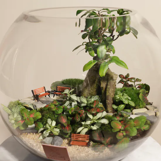Ficus Bonsai Garden | Closed Terrarium