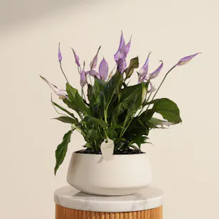 Trio Purple Spathiphyllum Plants Trio Purple Spathiphyllum Plants