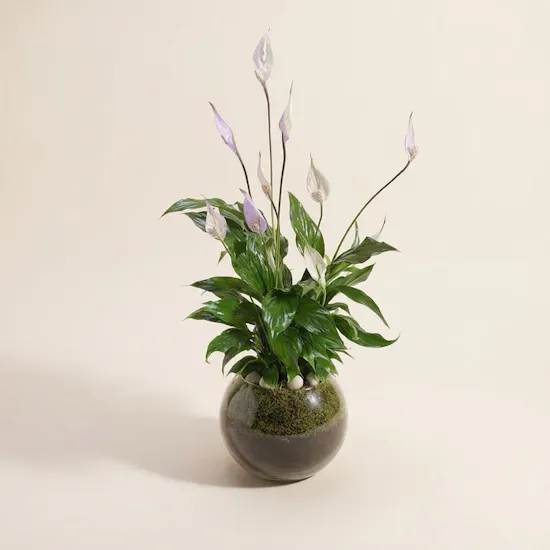 Purple Peace Lilies Plant