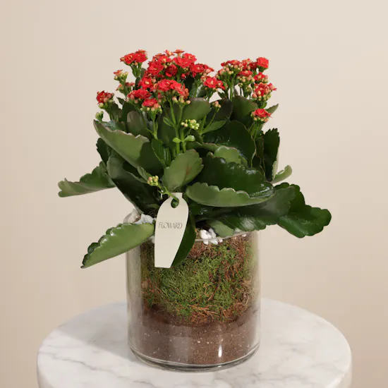 Distinctive Red Kalanchoe Plant