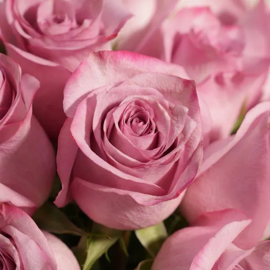 Magical Purple Roses Vase | 35 Flowers