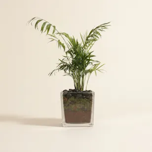 Charm Pure Chamaedorea Palm Plant Charm Pure Chamaedorea Palm Plant