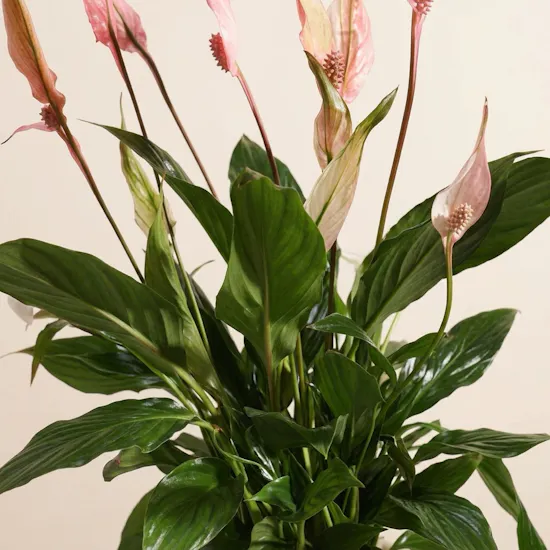 Delightful Peace Lilies Plant
