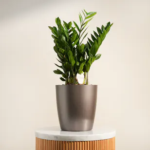Unique Green Large Zamioculcas Plant