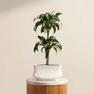 Delightful Dracaena Lemon Lime Plant Delightful Dracaena Lemon Lime Plant